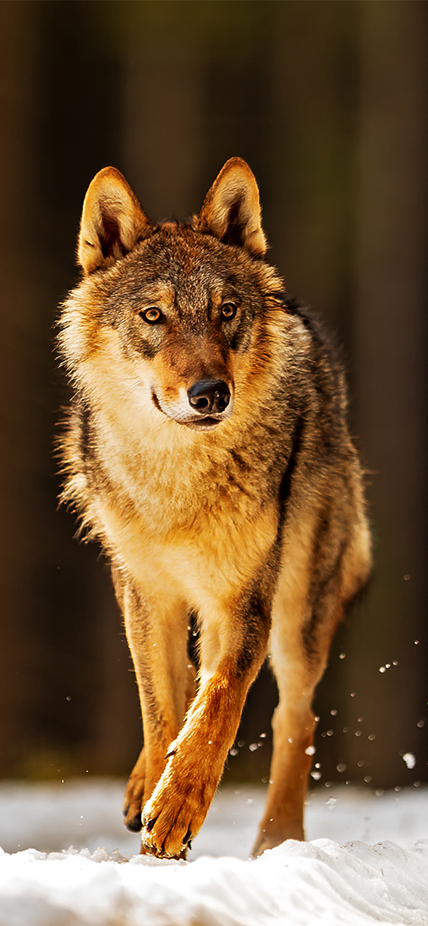 Wildlife & Nature 
