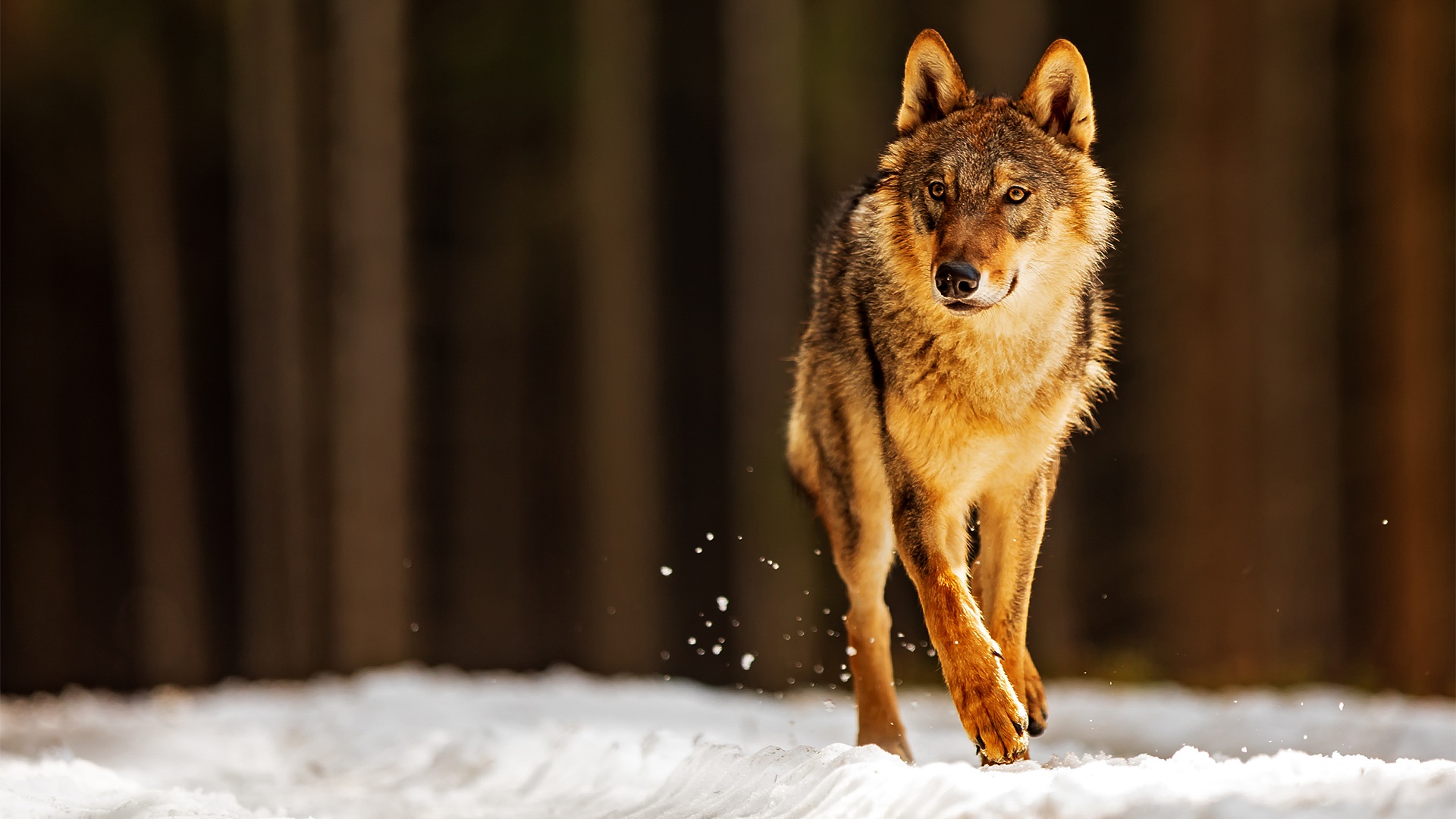 Wildlife & Nature 
